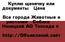 Куплю щенячку или документы › Цена ­ 3 000 - Все города Животные и растения » Собаки   . Ненецкий АО,Топседа п.